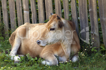 Cow resting on green grass near wooden fence