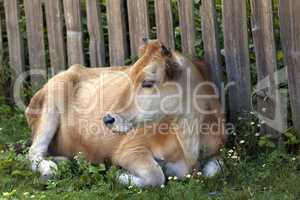 Cow resting on green grass near wooden fence