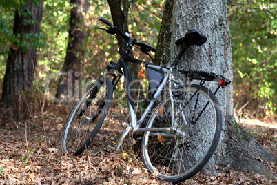 Bicycle in autumn forest