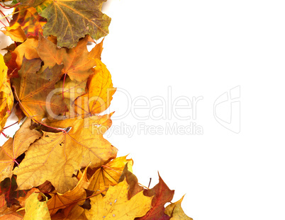 Autumn dry maple-leafs background