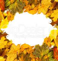 Autumn dried maple-leafs background