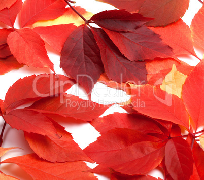 Scattered red autumn leaves. Virginia creeper leaves.