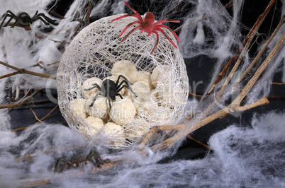 spider eggs in a cocoon