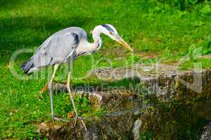 Heron on bank of stream