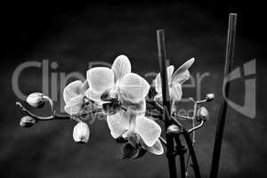 Eine Orchidee vor schwarzem Hintergrund