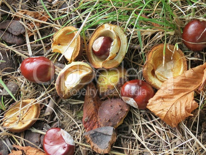 Kastanien und Blätter im Herbst