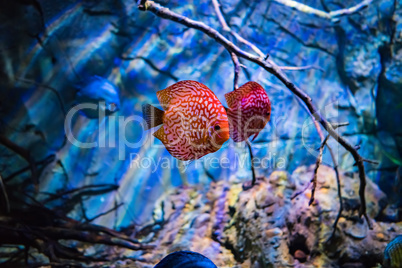 Symphysodon discus in an aquarium on a blue background