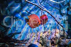 Symphysodon discus in an aquarium on a blue background