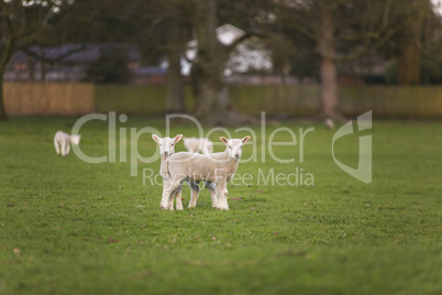 Spring Lambs Baby Sheep in A Field