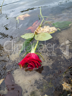 Dead Red Roses Floating in a Lake