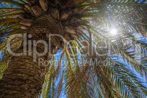 Sun Rays Flare Through a Tropical Palm Tree