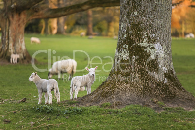 Spring Lambs Baby Sheep in A Field