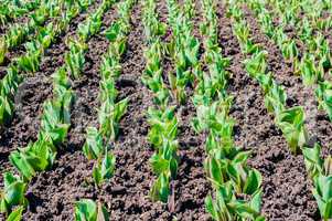 Rows of tulip stems growing in fresh dirt.