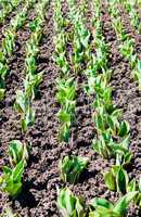 Rows of tulip stems growing in fresh dirt.