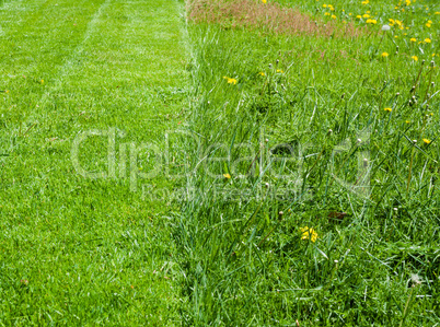 Half of green grass lawn mowed.