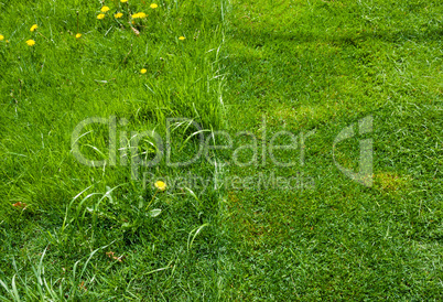 Detail of half of green grass mowed.