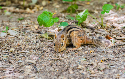 Close-up of chipmunk foraging on ground.