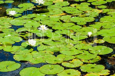 Green lily pads and white flowers on pond.