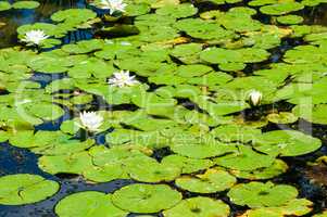 Green lily pads and white flowers on pond.
