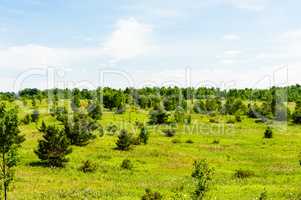 Landscape of small trees in meadow.