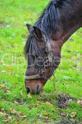 A horse eating corn