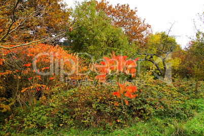 Bäume und Sträucher in buntem Herbstkleid