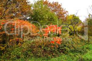 Bäume und Sträucher in buntem Herbstkleid