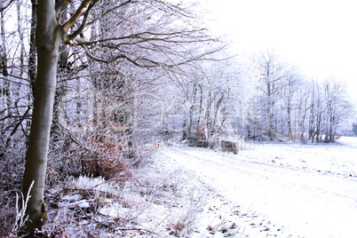 Winterwald mit verschneiter Wiese