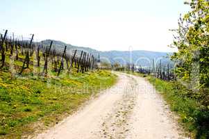 Weg vorbei an Weinbergen