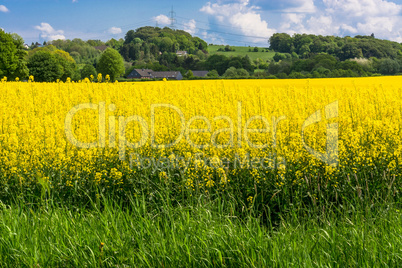 Blühendes  Rapsfeld  mit  blauen Himmel