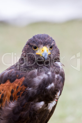 Close up of brown eagle