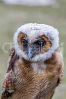 Young Brown Spotted Owl