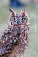 Closeup of Long-eared owl