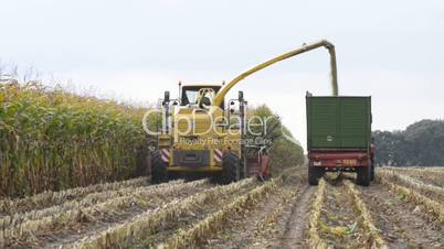 Feldhäcksler bei der Ernte von Mais