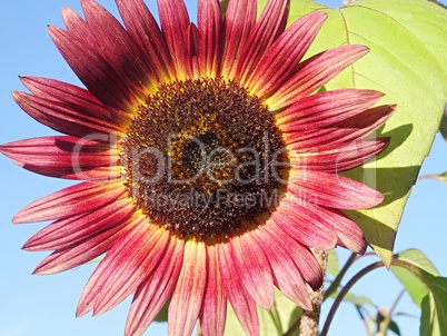 rotfarbene Sonnenblume