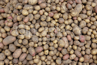 crop of potatoes