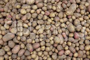 crop of potatoes