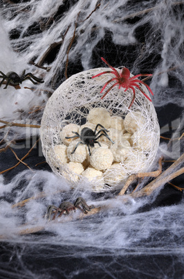 spider eggs in a cocoon
