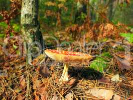 red fly agaric in the autumn forest