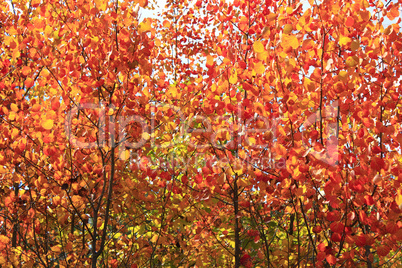 red leaves of aspens in the autumn