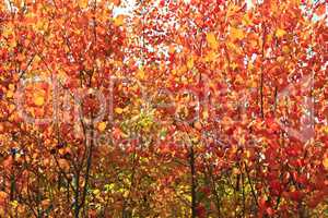 red leaves of aspens in the autumn