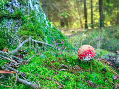 red fly agaric on the green moss in the forest