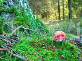 red fly agaric on the green moss in the forest