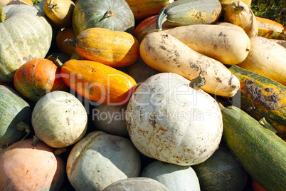 harvest of pumpkins piled in a heap