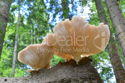 Oyster mushrooms on beech stump
