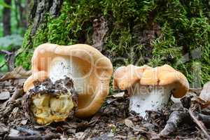 Wood Hedgehog mushroom in oak forest