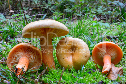 False Saffron Milkcap mushrooms