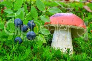 Delicious blueberries and toxic Sickener mushroom