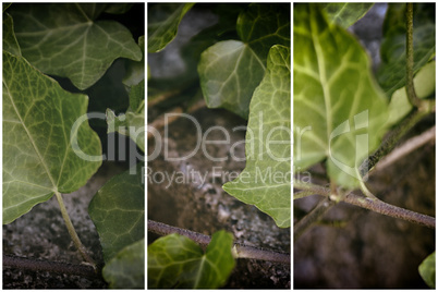 close-up green leaves of ivy set retro