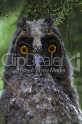 Little Owl masked in the tree juniper